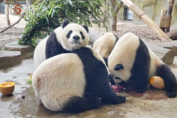 今日小寿星“五五”的庆生现场照片分享！
依旧是吃饭香香的快乐小熊~
#第五人格 #大熊猫五五生日快乐