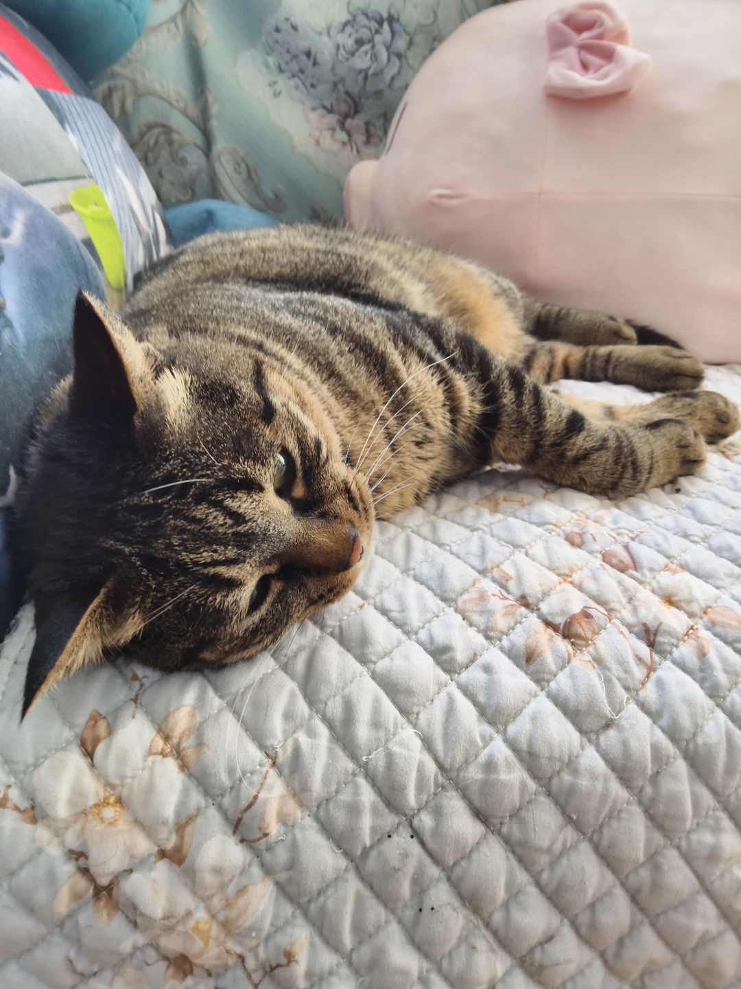 🥺发一期我的懒猫猫❤️ 2