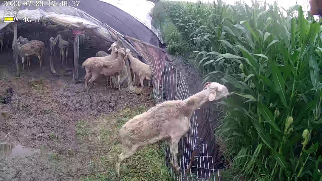 动态图片 4