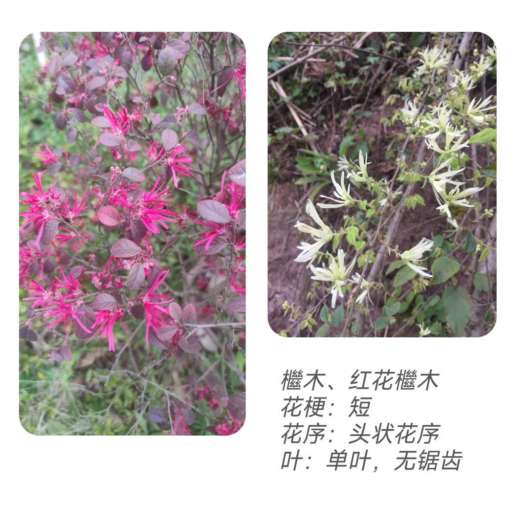 春季活动🌻妙手拍花 5