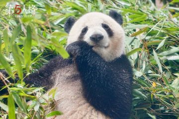 小寿星“五五”的庆生现场返图来咯！ 无忧无虑的挖煤小分队成员们一起吃上蛋糕啦~ #第五人格 #大熊猫五五生日快乐