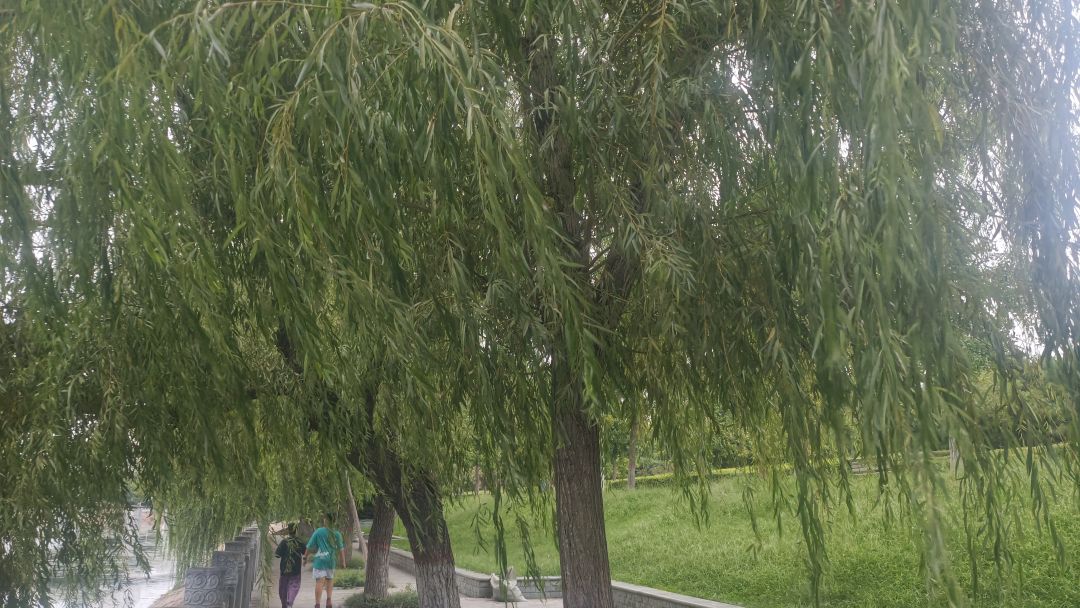 超级喜欢这样的氛围,流水,杨柳,秋风 6
