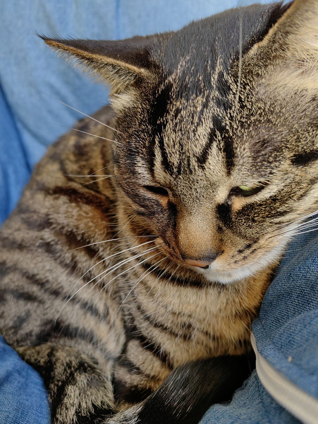 再给大家看看我的猫猫😍 3