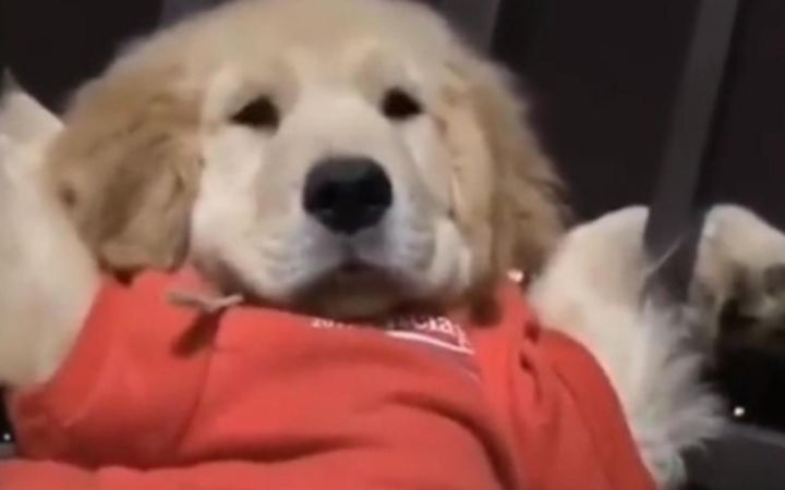 “当代修狗摆烂现状”截图