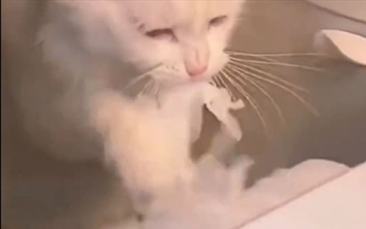 养猫劝退指南截图