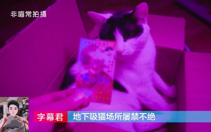地下吸猫场所屡禁不止截图