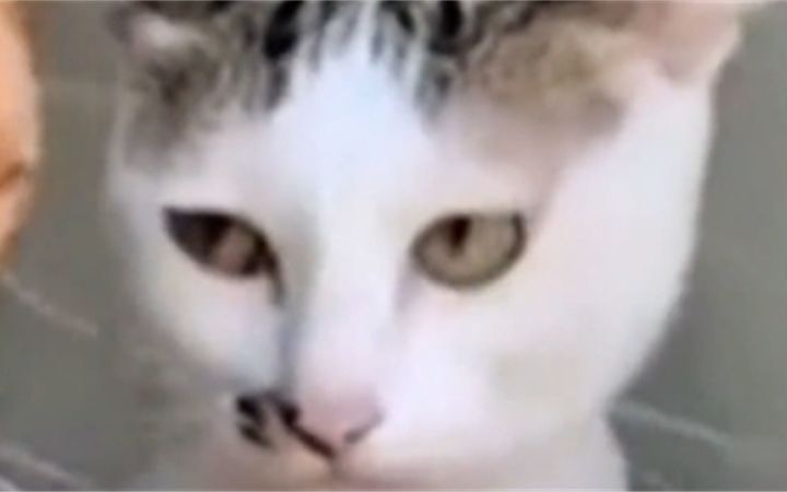 这猫是跟高启强混的截图