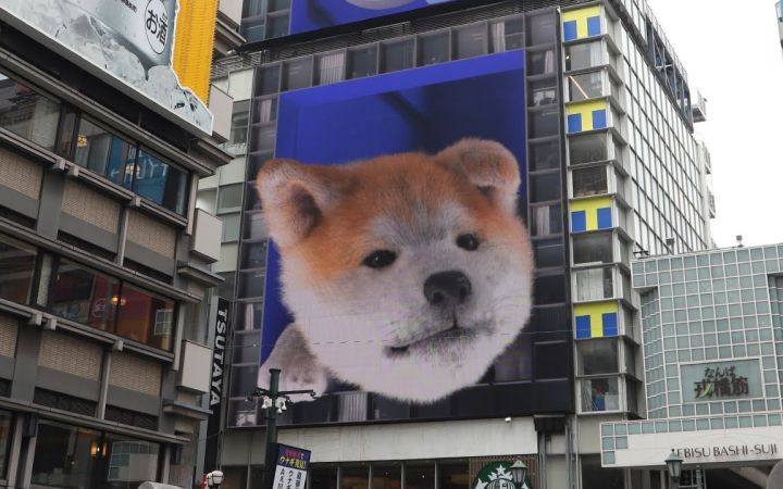 日本大阪道顿堀街头3D秋田犬，太可爱了！截图