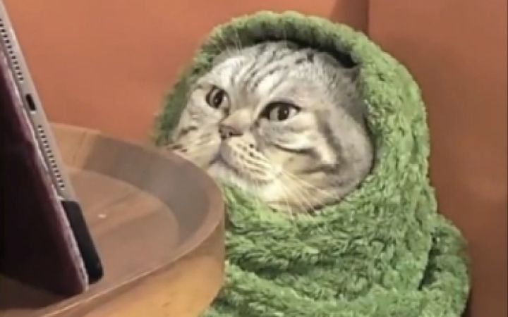 有些猫猫天生就怕冷截图