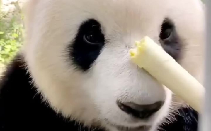 这个吃播我可以看一整天截图