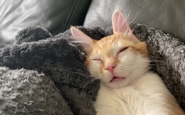 猫在梦里吃东西截图