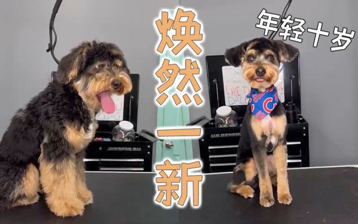 这是同一只狗吗?话痨小哥给乖巧狗狗剪个年轻十岁的造型截图