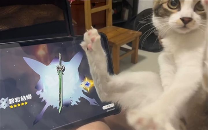 猫咪：我需要法律援助！！！截图