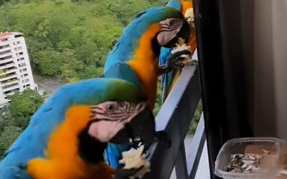 国外网友用一根香蕉,喂完了一排鹦鹉,大家也很守秩序哦!截图