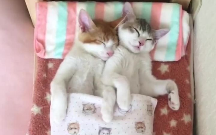 相拥而眠的喵星人截图