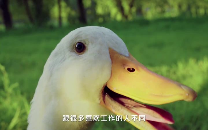一只鸭子拍了条沙雕广告,结局万万没想到……截图