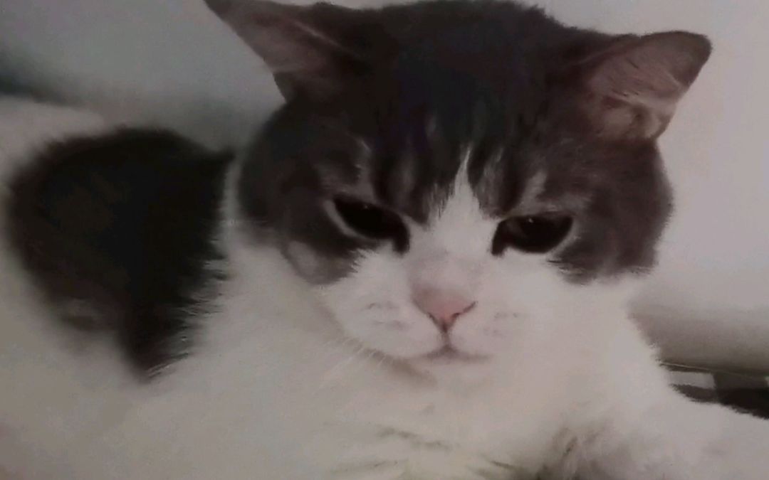 video-2752466