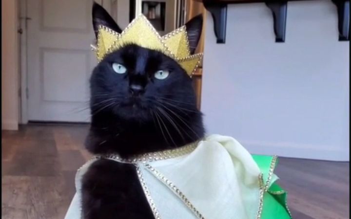 猫咪换装秀,大佬气质拉满了!截图