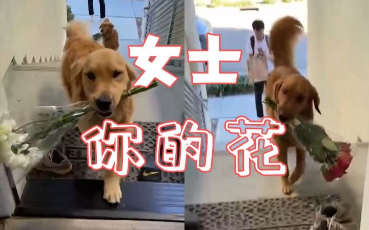 男朋友每次买花回家,都会派出两只最可爱的鲜花配送员截图