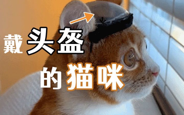 拜托,戴头盔的猫超酷的——救助大脑裸露的流浪小奶猫截图