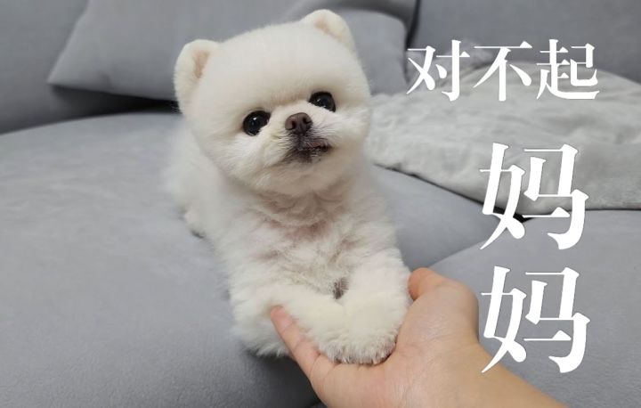 误咬妈妈的小狗哭着道歉截图