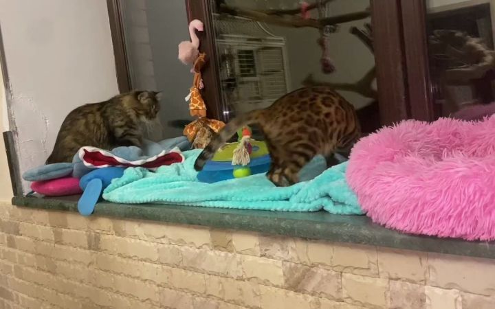 非常有趣的猫猫!在玩玩具时从窗户掉了下来!截图