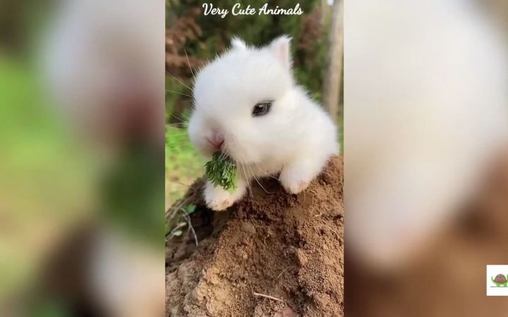 最佳搞笑动物视频！小兔子的乐趣截图