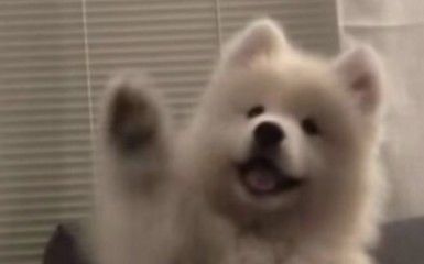 “小狗会撒娇,主人魂会飘”截图