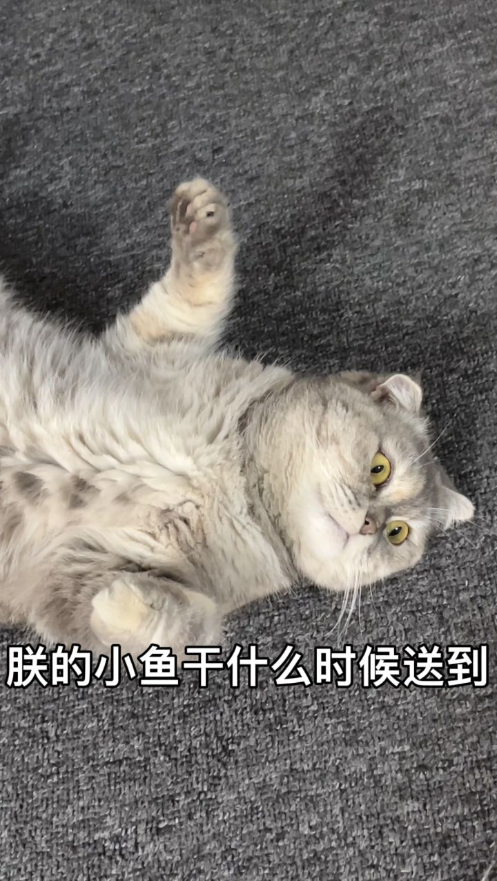 游戏公司里的猫的一天截图