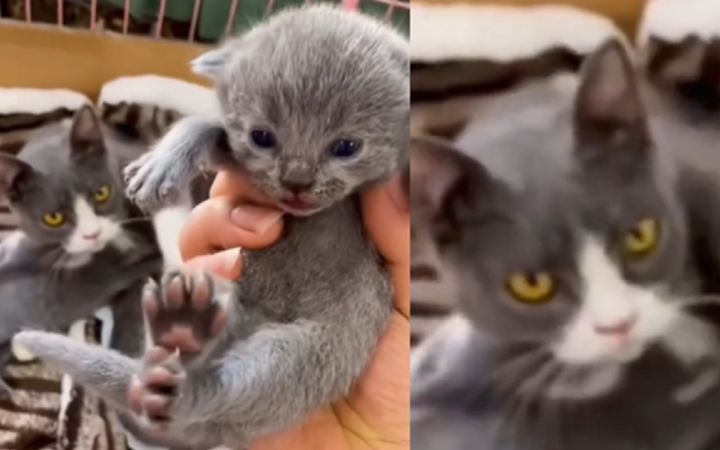 当着喵妈妈的面把小奶猫抱走会发生什么?截图
