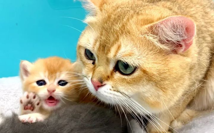 大猫爸爸为收养的小猫做保姆截图