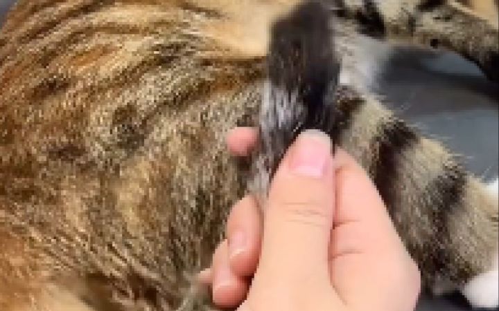 众所周知,猫尾巴是一个独立的物种截图