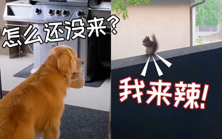 金毛果然是超级大暖男!大金毛和可爱小松鼠的意外友谊截图
