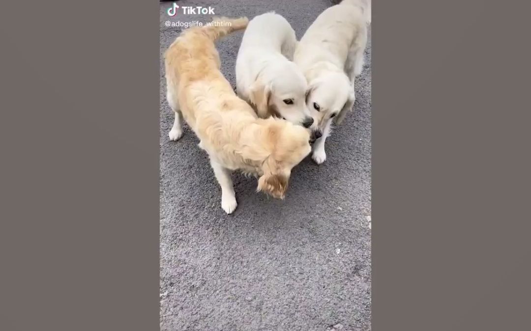 video-2988728