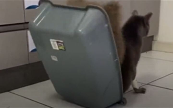 谁教你这么拉屎的？截图