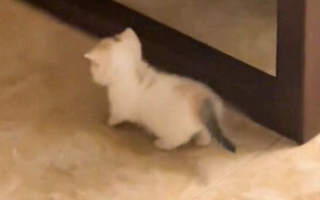 video-3026880