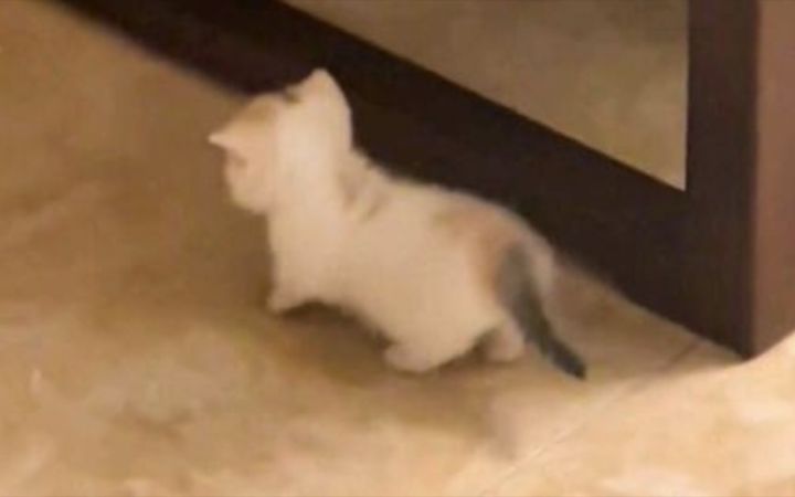 “这猫很贵吗，怎么就买这么点”截图