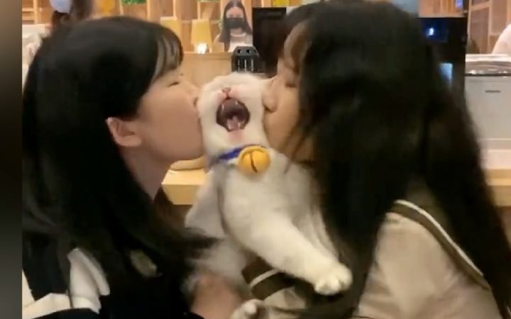 “未经猫苦，莫劝猫善”截图