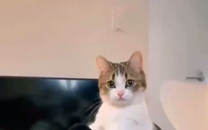 原来你是这种小猫咪截图