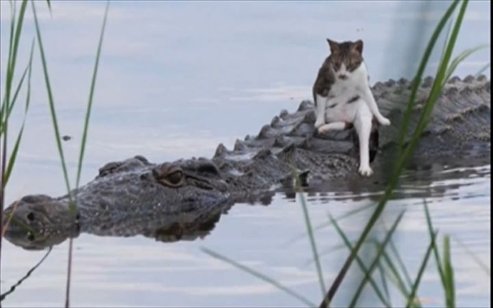 满级猫猫行为大赏截图