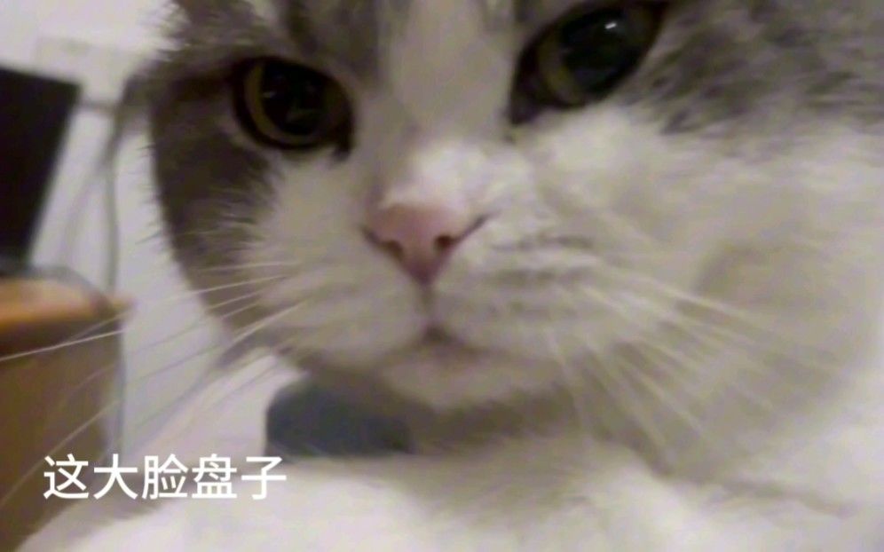 video-3626091