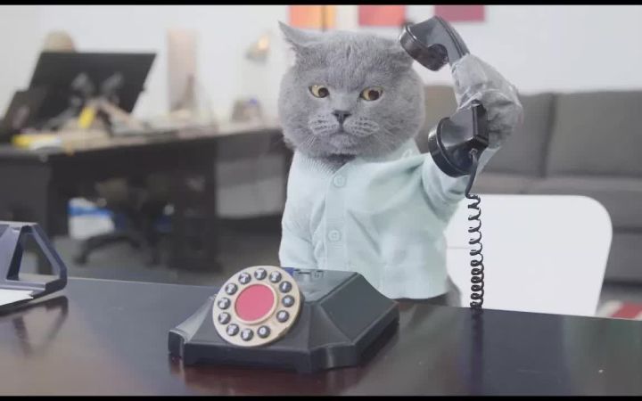 办公室风波之捣蛋鬼小猫咪截图
