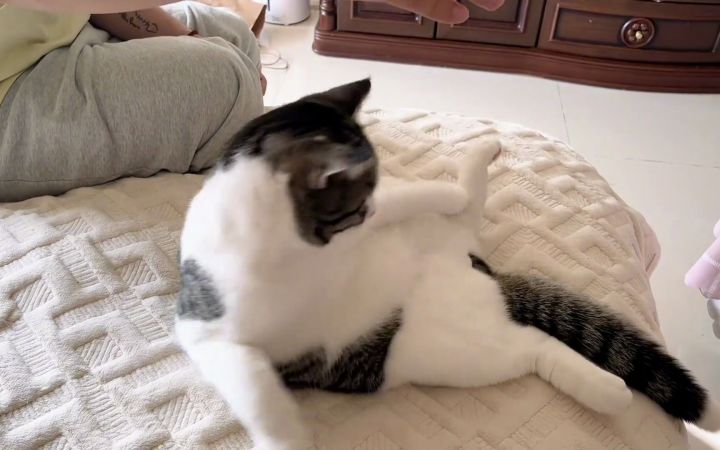 这是蠢猫无法理解的世界截图