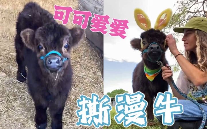 这是卡通片里逃出来的吧?可爱到犯规的"高地牛"幼崽截图