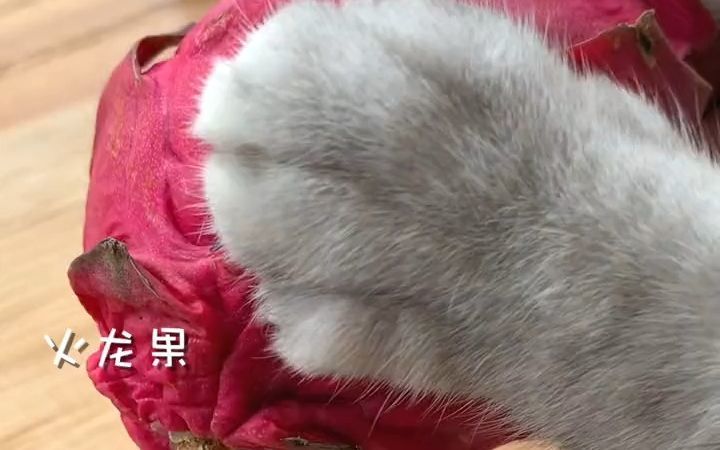 猫王:你们一定没喝过桃桃甘露截图