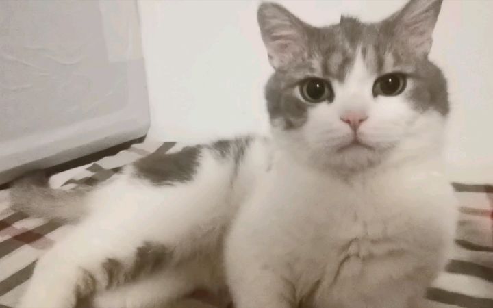你边上也躺着一只妖娆的小猫咪咩截图