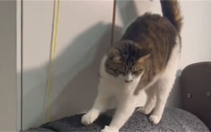 不养猫永远体会不到的痛！截图