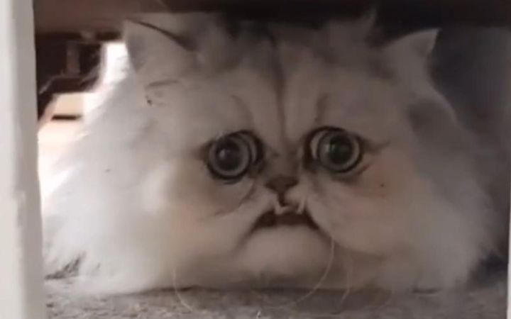 能不能帮你们戒猫就看这次了!截图