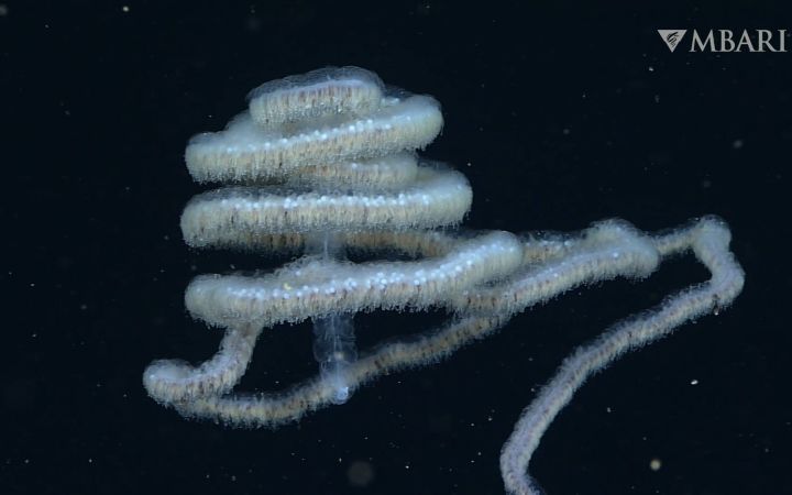 “管水母”高清录像合集，如同电影里的禁忌生物截图