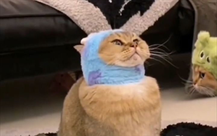 请问小猫咪需要法律援助么！截图